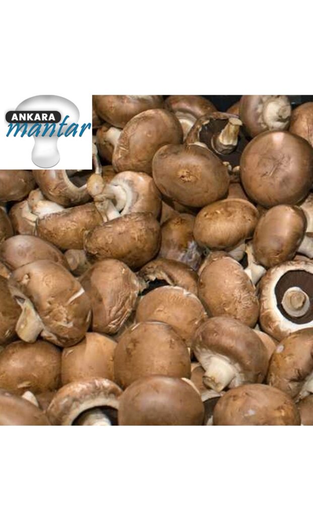 Dökme Kestane Mantarı 